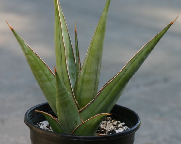 sansevieria_pinguicula1_1.jpg